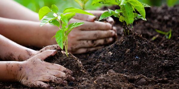 plantingtomatoes